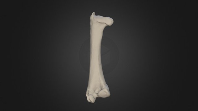 Left Femur, Dodo (Raphus cucullatus), Durban 3D Model