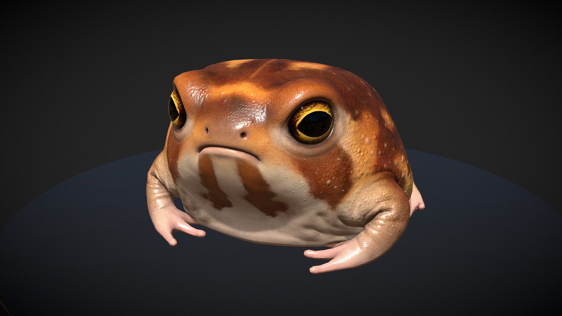 Desert Rain Frog - 3D model by Tristan McGuire (@Draconic_Cowboy