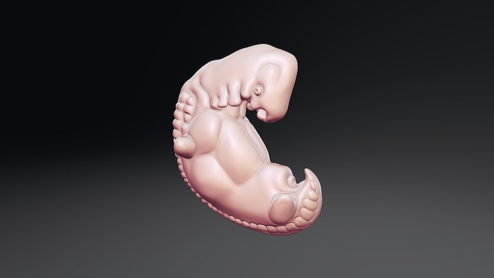 Human Embryo 4 Week 3D Model