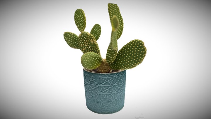 Cactus (Bunny Ears) - Opuntia Microdasys 3D Model