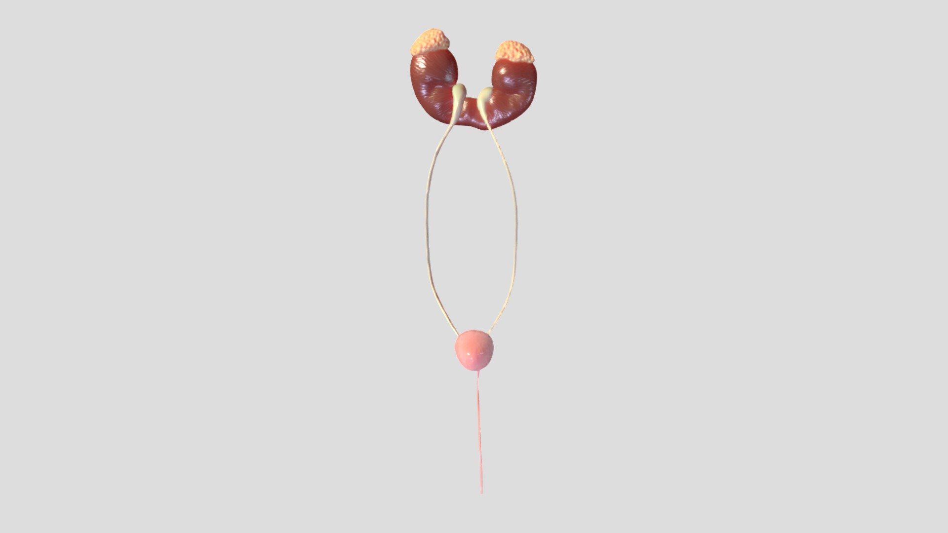 Anatomy of a Horseshoe Kidney 3D model by mmoreno6399 [ab195ae