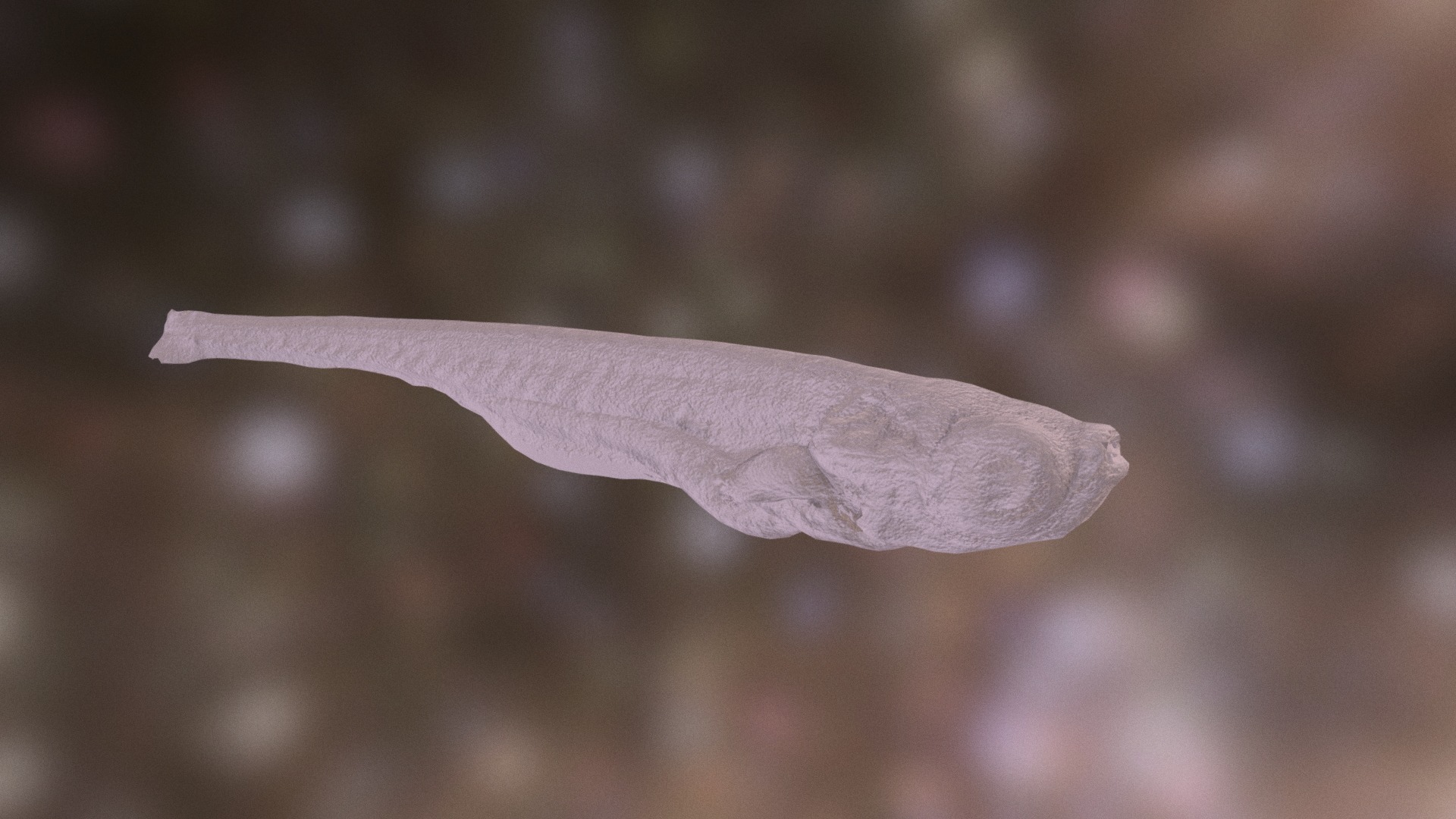 3D model Zebrafish (10 days post fertilisation) - This is a 3D model of the Zebrafish (10 days post fertilisation). The 3D model is about a close-up of a hand.