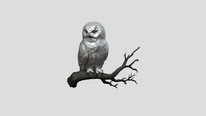 OWL WAAAA