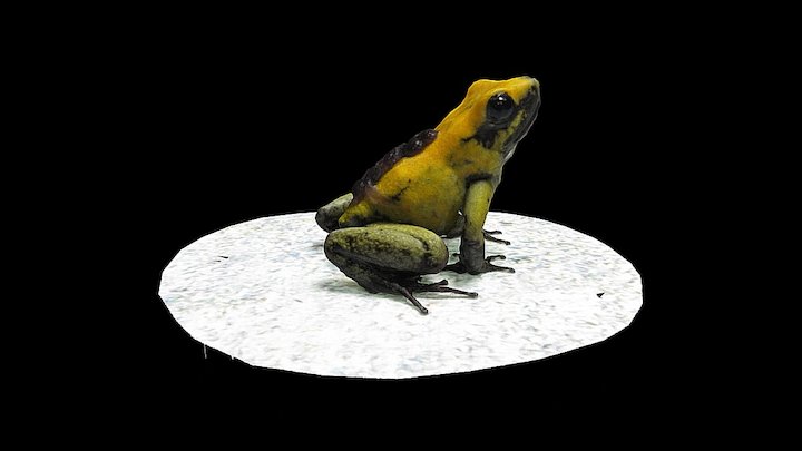 Model 19 - Black-Legged Poison Frog – Modelo 3D gratuito STL