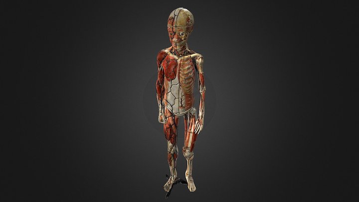Clastique d'anatomie – Modello 3D gratuito STL
