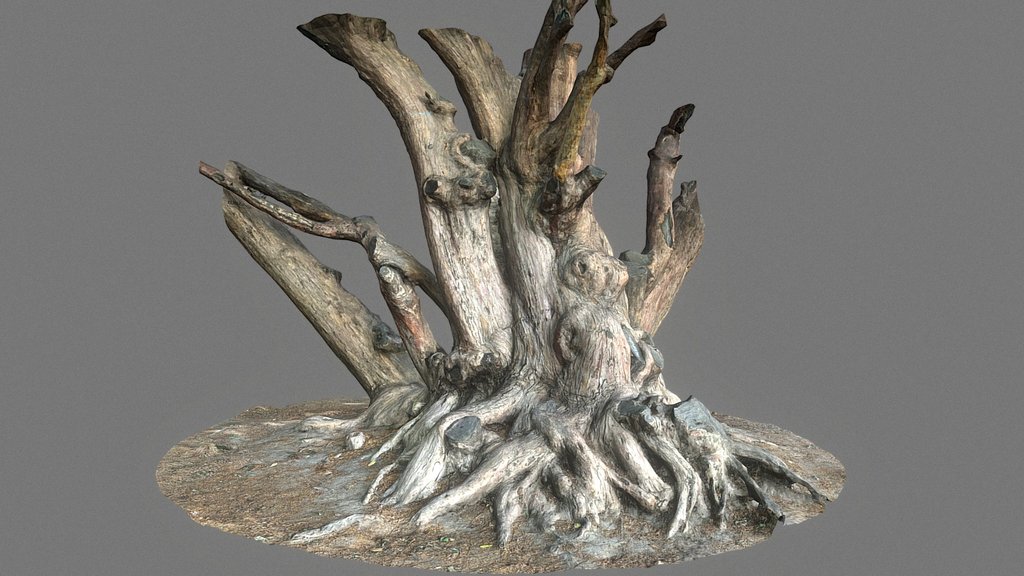 Crooked Tree