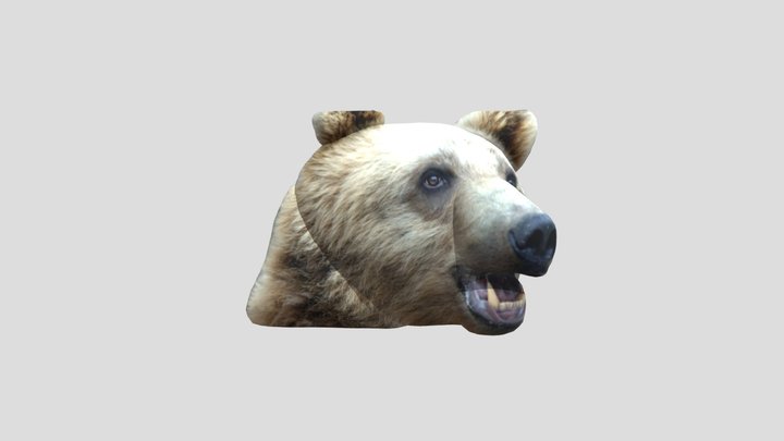 Bear 3D Model