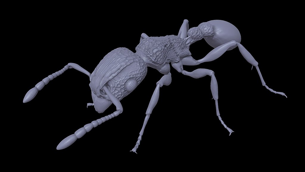 Tetramorium_bicarinatum