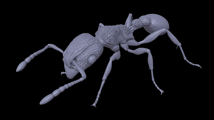 Tetramorium_bicarinatum – Kostenloses 3D-Modell STL