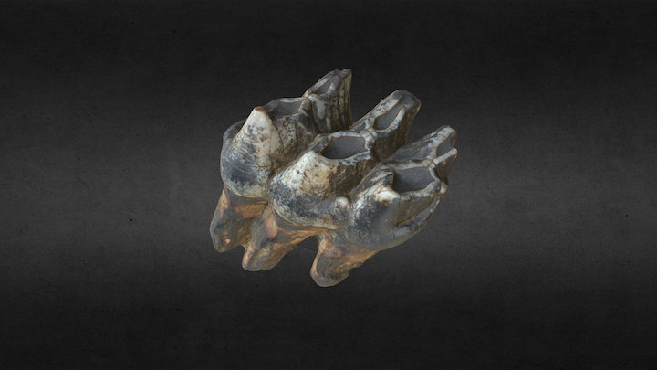 Mastodon tooth 3D Model
