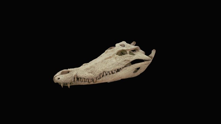 Crocodile Skull 3D Model