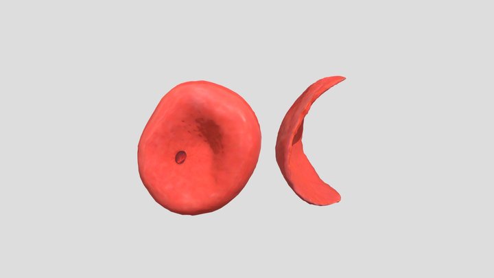 Red Blood Cells Comparison 3D Model