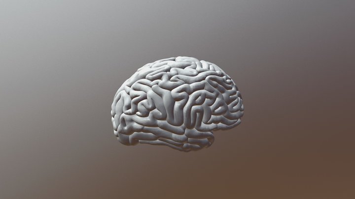 Cerebro 3D Model