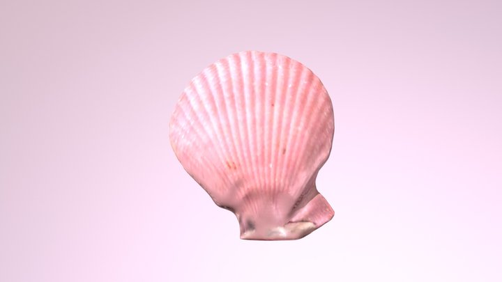 多彩海扇蛤Chlamys irregularis 3D Model
