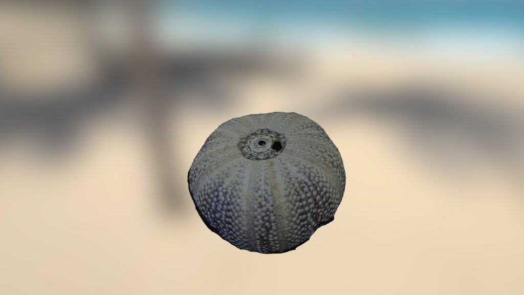 Sea urchin