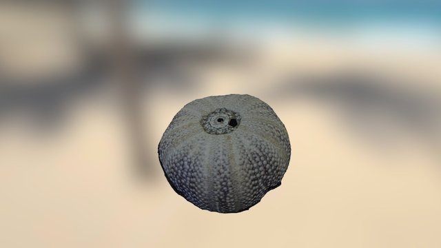 Sea urchin 3D Model