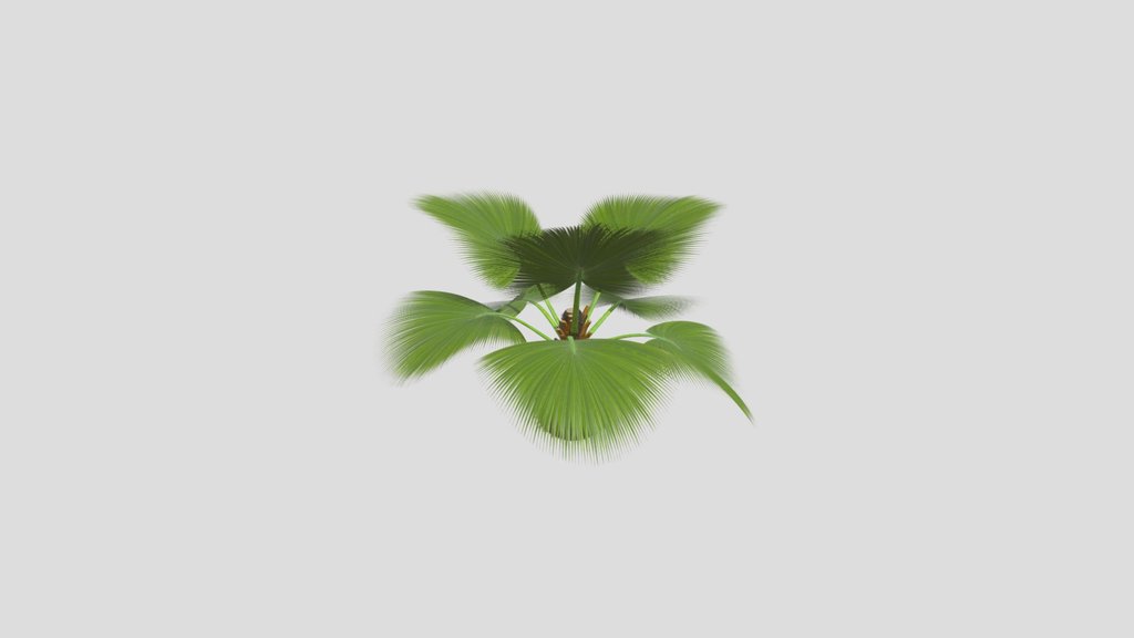 Palm Pritchardia Pacifica Small 3