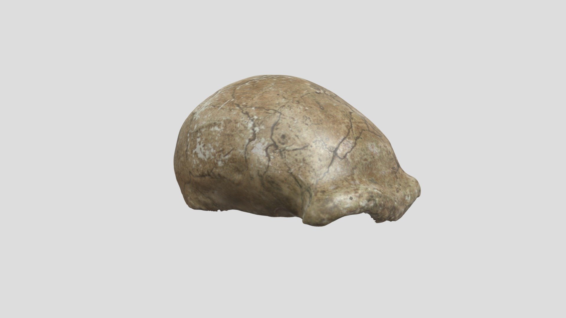 Homo neanderthalensis (calotte)