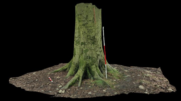 Tree Graffiti in Graves Park 3D Model