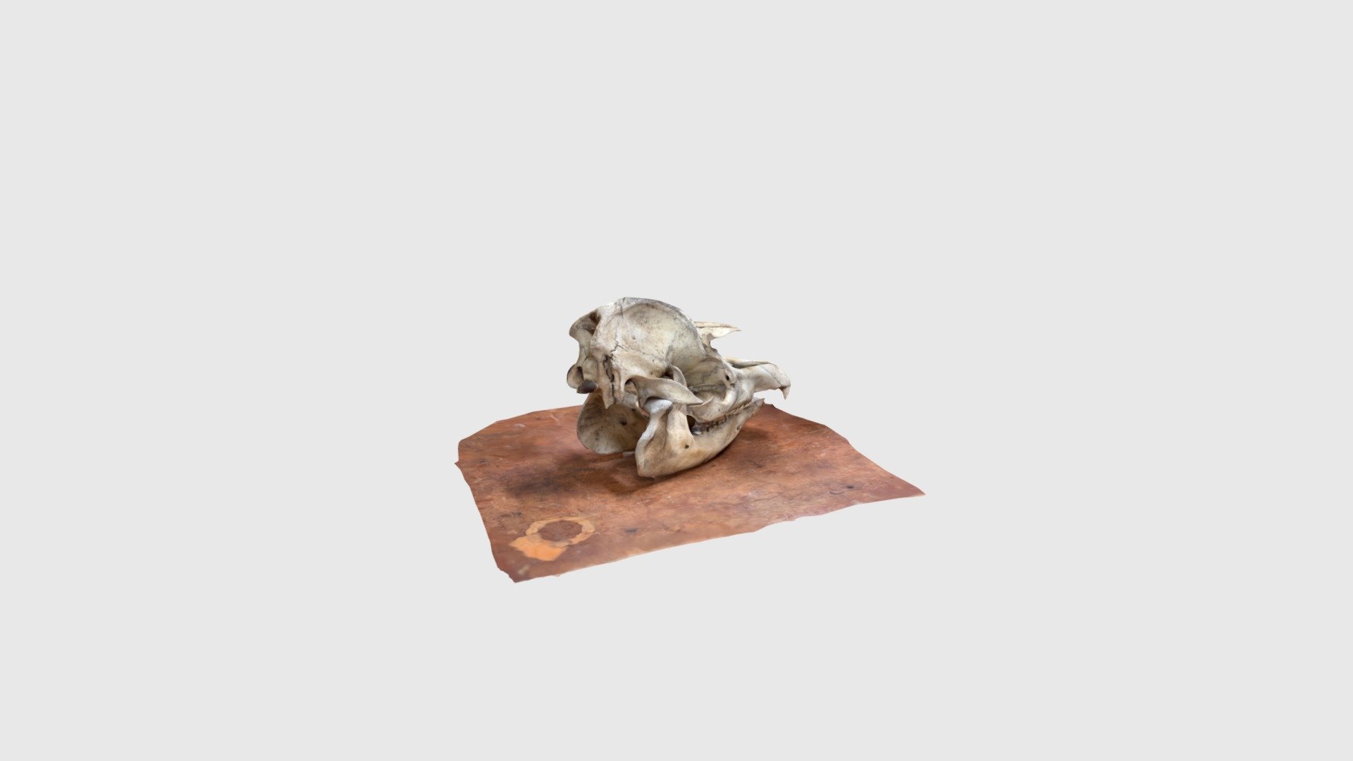 Anta Skull