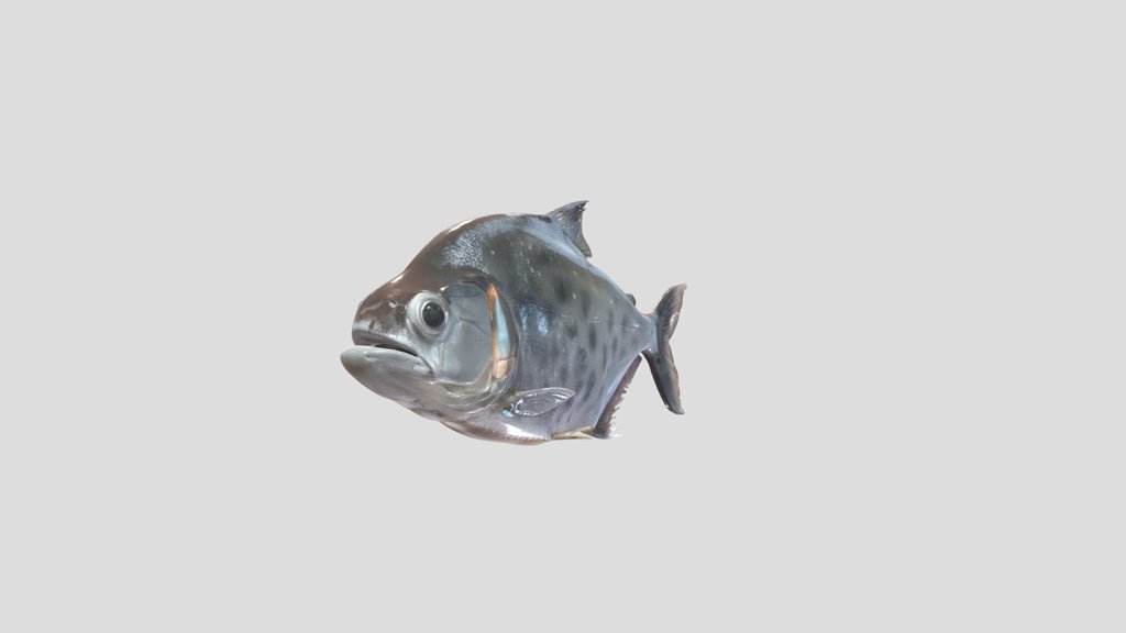 Gouldings Piranha (Serrasalmus Gouldini)