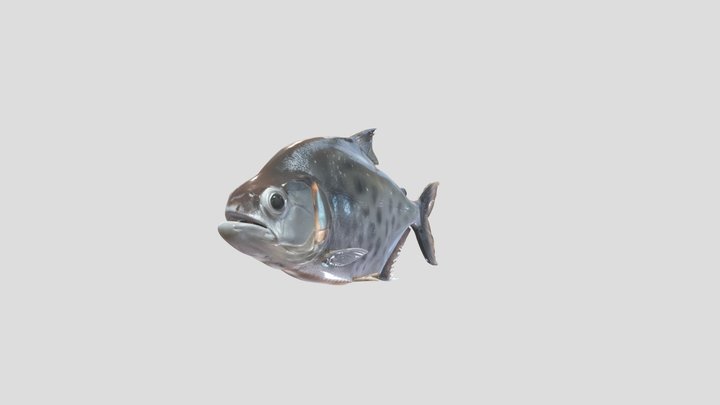 Gouldings Piranha (Serrasalmus Gouldini) – Modelo 3D gratuito STL