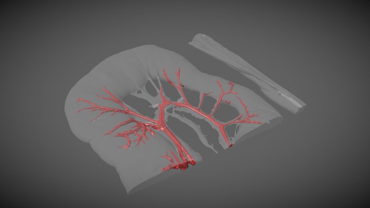 Welsh Pony Jejunum 3D Model