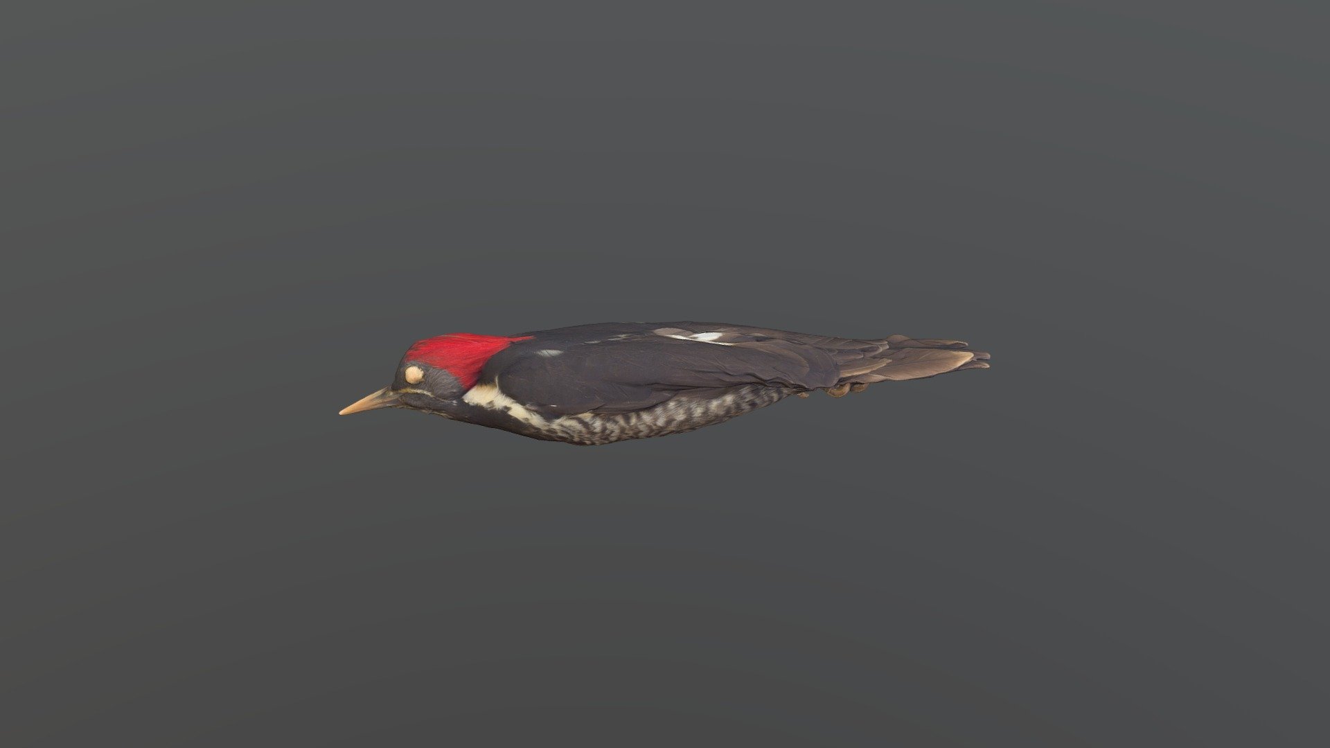 Lineated Woodpecker - Dryocopus lineatus