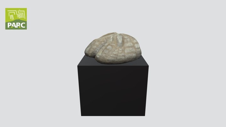 Echinide fossile 3D Model