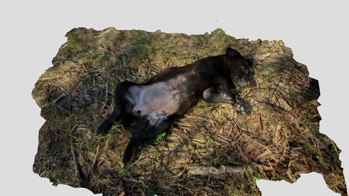 Black Puppy 3D Model