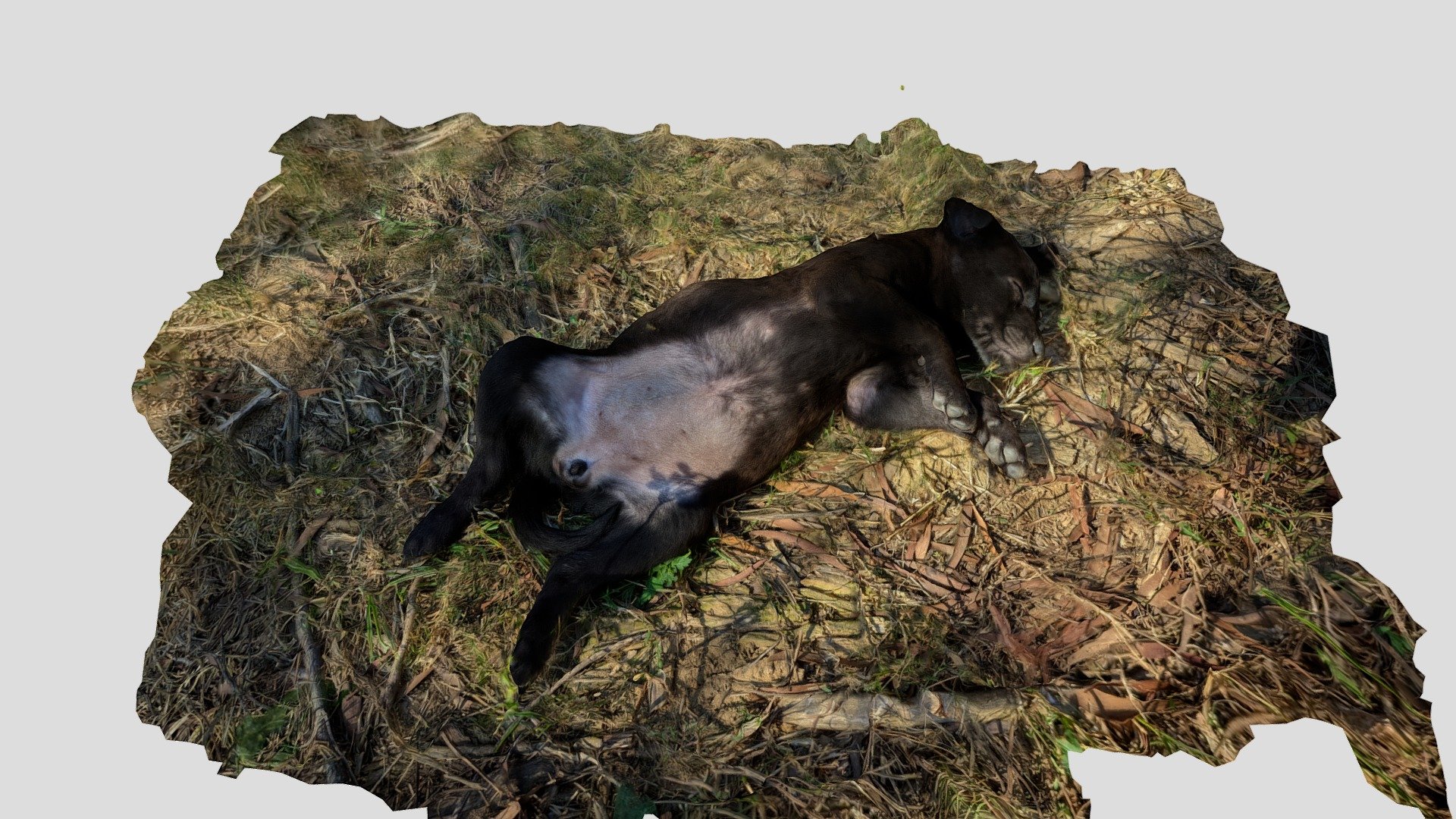 Black Puppy