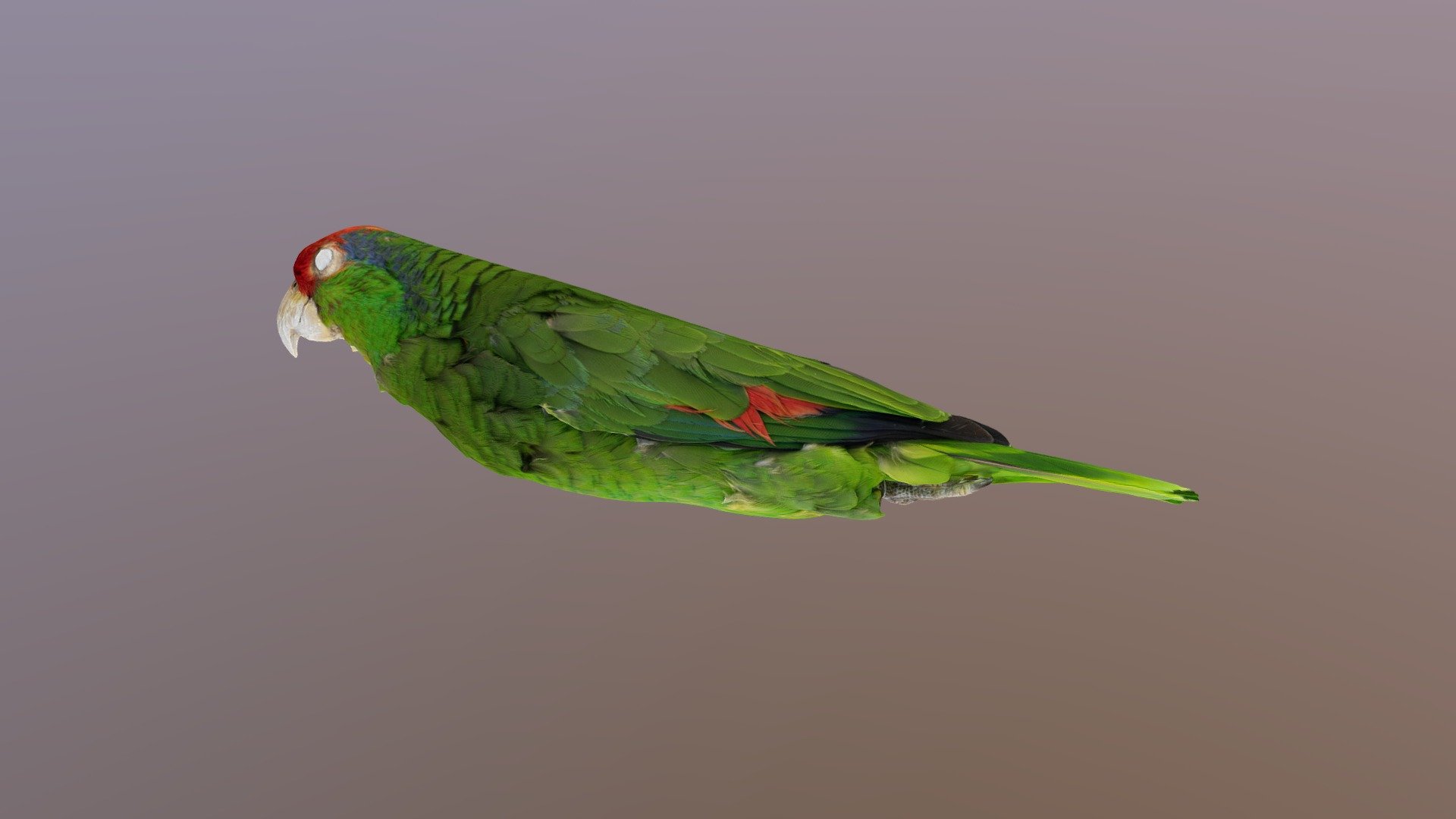 Red-crowned parrot