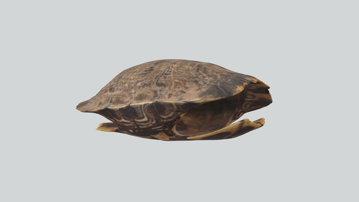 Caparazón de Tortuga (Testudines) 3D Model