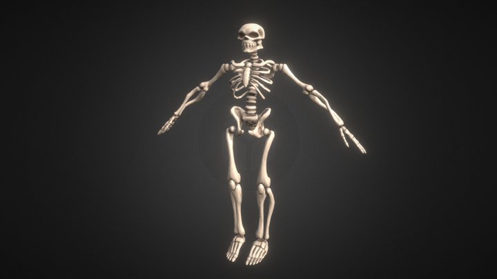 Stylized Skeleton (Game Character) 3D Model