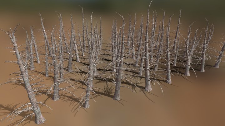 64 Dead Fir Trees Pack (low-Poly) 3D Model