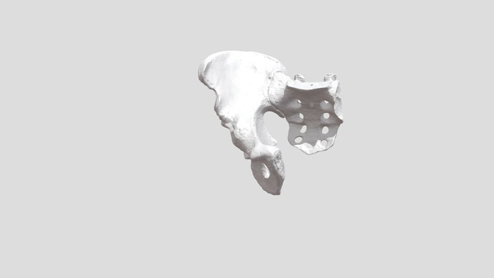 Hip_Bone_-_Artec_Space_Spider_3D_Scan 3D Model