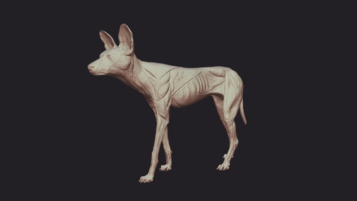 Wild Dog Anatomy 3D Model