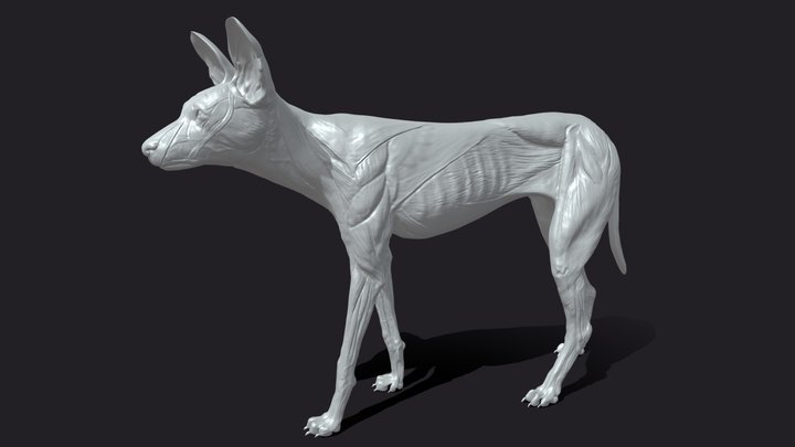 Wild Dog Anatomy 3D Model