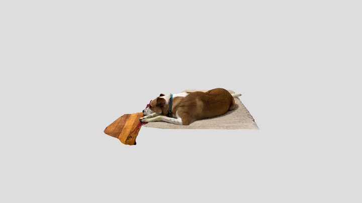 Dog played too hard in the fresh cut grass 3D Model