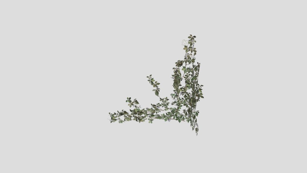 Creepers Vine C1