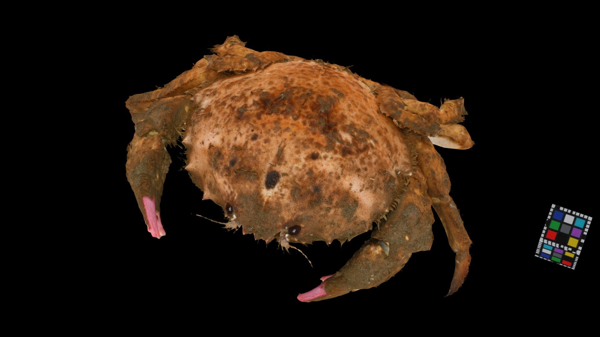 カイカムリ ♂ Sponge Crab, Lauridromia dehaani