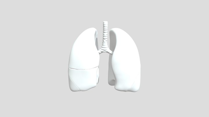Lungs1 3D Model