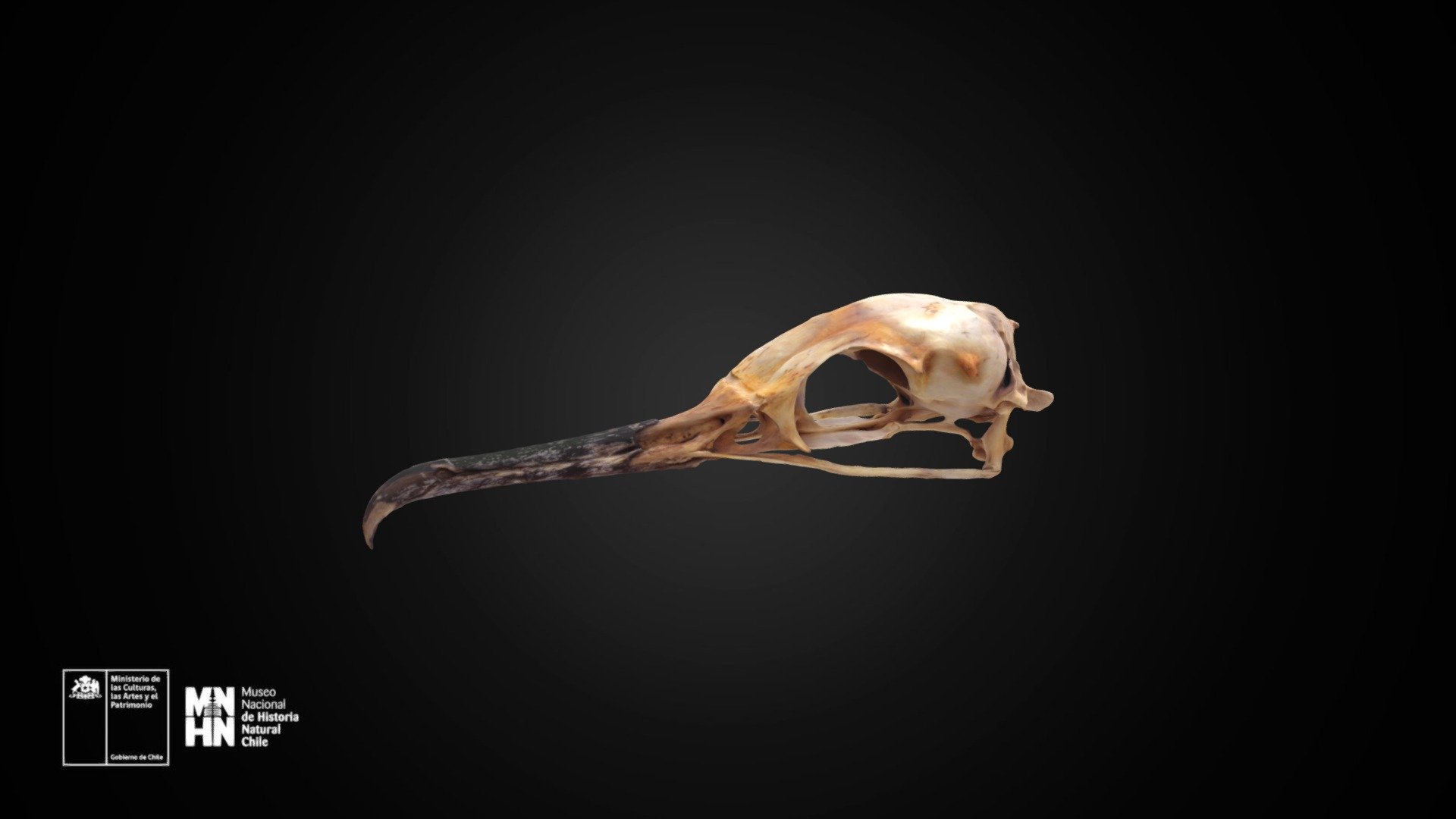Phalacrocorax atriceps