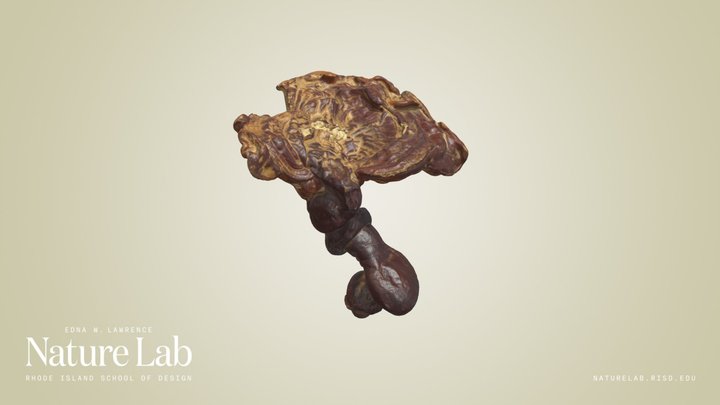 Reishi Mushroom