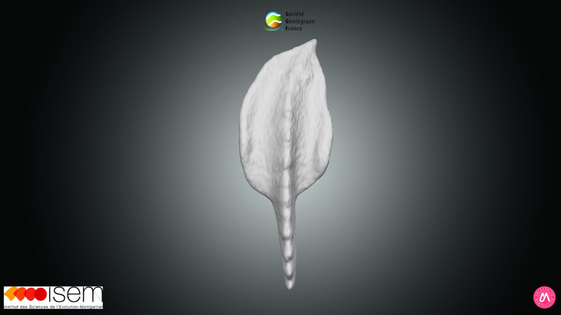 Conodonte - Polygnathus communis
