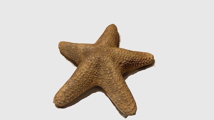 Estrella de mar 3D Model