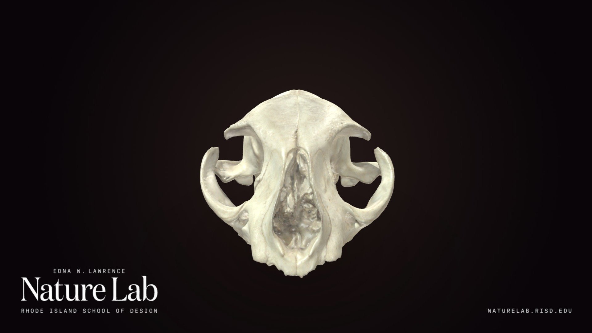 Bobcat cranium