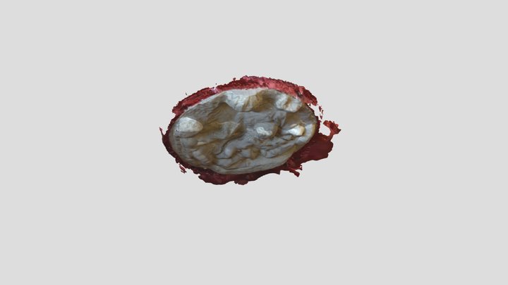 Taddei Tondo Cleaned 4 3D Model