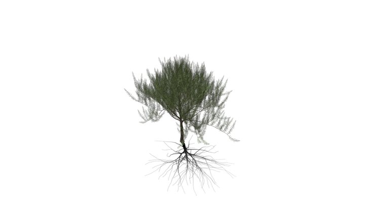 Realistic HD French tamarisk (19/20) 3D Model