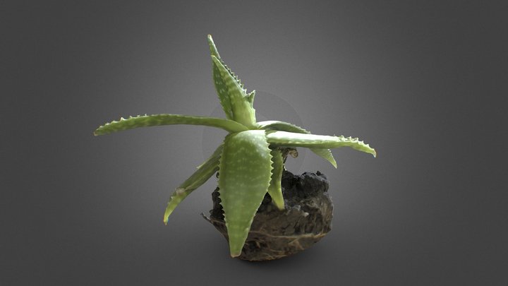 aloe flowerpot – Free 3D Model STL